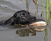 Drake performing a water retrieve with his 'Easy-Mark' dummy, sent in by Carol