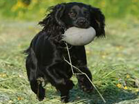 Working Dog Company™ New Dummies 2009