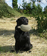 Working Dog Company
