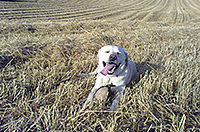 ake happily resting after retrieving his new 'Easy Mark' Pheasant dummy. Sent in by Alastair