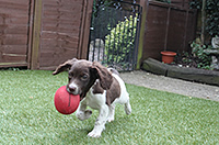 Rose's first retrieve using a Woodcock dummy, what a clever pup! Sent in by Julie