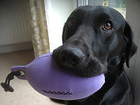Here is Molly showing off her new Purple dummy - Sent in by Richard