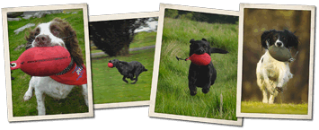 Working Dog Company™ New Dummies 2009