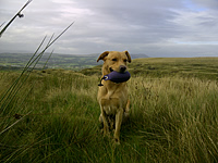 Harley takes a break from training with his Purple WDC Dummy.
