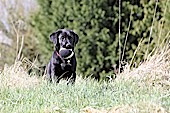 Puppy training with woodcock dummy