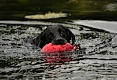 Training in water with Working Dog Company dummy