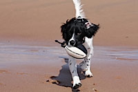 Paddy, the sprocker puppy, enjoying a retrieve on the beach! Sent in by Paula
