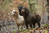 Working Dogs / Gun Dogs